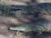Krokodil Chobe River Botswana