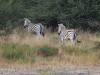 Zebra Moremi Nationalpark Botswana Afrika