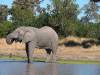 Elefant Moremi Nationalpark Botswana Afrika