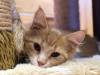 Katze 01