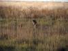 Sonnenuntergang Steppenhund Sowa Pan Botswana Afrika