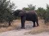Elefant Khwai NP - Botswana - Afrika