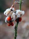 frostige Beeren Winter 12