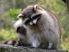 Waschbär