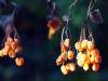 Herbst 12