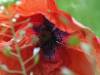 Mohnblume Sommer 13