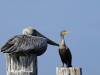 Komoran und Pelikan Vogel Florida USA