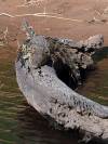 Krokodil Chobe River Botswana