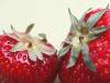 Erdbeeren