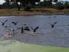 Vogel Moremi Nationalpark Botswana Afrika