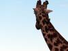 Giraffe Moremi Nationalpark Botswana Afrika