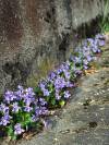 Veilchen Frühling 22