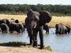 Elefant Hwange Nationalpark Simbabwe Afrika