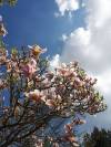 Magnolie Frühling 08