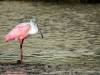 Rosa Löffler Vogel Florida USA
