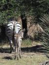 Bwabwata Nationalpark Namibia Afrika