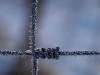 vereistet Zaun Winter 01