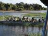 Paparazzi Chobe River Botswana