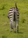 Arusha NP Afrika Tansania