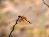 Libelle Insekt Okavango Delta Botswana Afrika