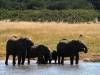 Elefant Hwange Nationalpark Simbabwe Afrika
