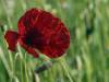 Mohnblume Sommer 04