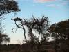 Geier Moremi Nationalpark Botswana Afrika