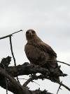 Adler Khwai NP - Botswana - Afrika