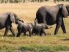 Elefant Hwange Nationalpark Simbabwe Afrika