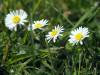 Gänseblümchen Frühling 16