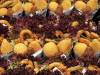 Fisch Snack