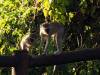 Affe Meerkatze Botswana Afrika