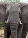 Elefant Khwai NP - Botswana - Afrika