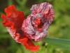 Mohnblume Sommer 02