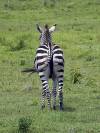 Zebra Arusha Nationalpark Tansania Afrika