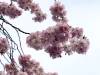 jap. Kirschblüte Frühling 13