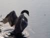 junger Schwan Vogel