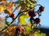 Herbst 19