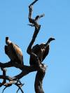 Geier - Botswana - Afrika