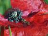 Mohnblume