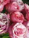 Rose blumig 16