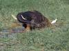 Elefanten badend Chobe River Botswana