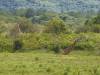 Arusha NP Afrika Tansania
