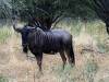 Gnu Khwai NP - Botswana - Afrika