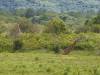 Giraffe Arusha Nationalpark Tansania Afrika