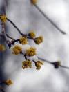 Blüte unter Schnee Winter 19