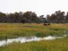 Khwai NP - Botswana - Afrika