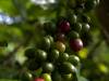 Flora und Fauna Afrika - Kaffee