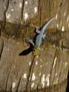 Gecko - Eidechse Sansibar Afrika