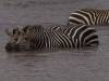 Tranagire NP Afrika Tansania Zebra